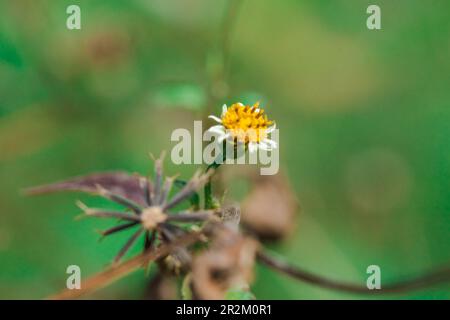 Bidens pilosa sur l'herbe classée comme plante biennale Banque D'Images