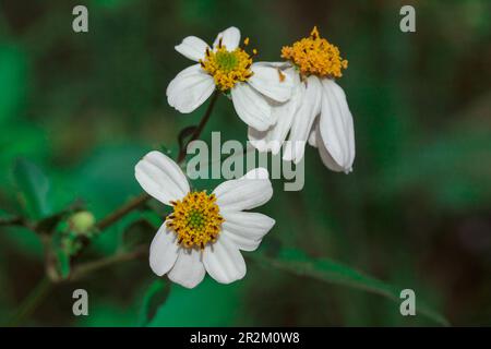 Bidens pilosa sur l'herbe classée comme plante biennale Banque D'Images