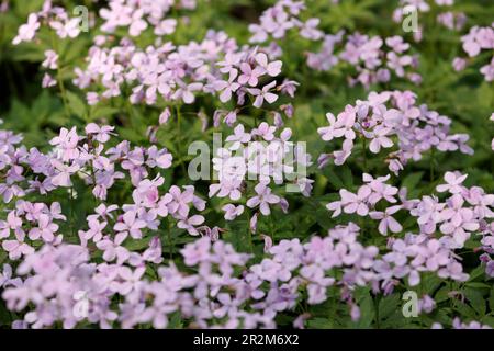 Arabis caucasica rose. Arabis alpina, rockcress de montagne ou cresson de roche alpine. Blanc arabis caucasica fleurs croissant dans la forêt. Fond floral Banque D'Images