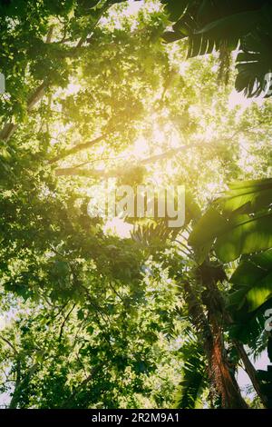 Jungle tropicale avec des rayons de soleil qui traversent les feuilles. Photo verticale avec mise au point sélective et surexposition à la lumière du soleil. Banque D'Images