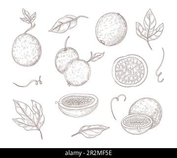 Ensemble d'illustrations gravées de fruits de passion frais Illustration de Vecteur