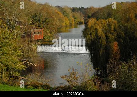 Ancien moulin du Nord abandonné à côté de la rivière Avon à Avoncliff, Wiltshire. Banque D'Images