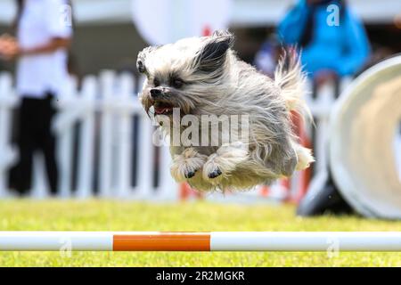 UTILISATION ÉDITORIALE SEULEMENT Un chien à Goodwoof 2023, un événement canin tenu à Goodwood Estate, Chichester. Date de la photo: Samedi 20 avril 2023. Banque D'Images