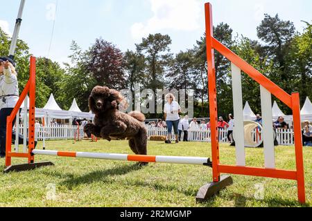 UTILISATION ÉDITORIALE SEULEMENT Un caniche à Goodwoof 2023, un événement canin tenu à Goodwood Estate, Chichester. Date de la photo: Samedi 20 avril 2023. Banque D'Images