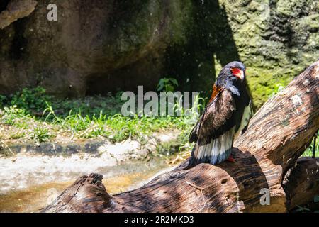 Le bateleur ou Terathopius ecaudatus est un aigle de taille moyenne de la famille des Accipitridae se trouve dans la nature au Zimbabwe Banque D'Images