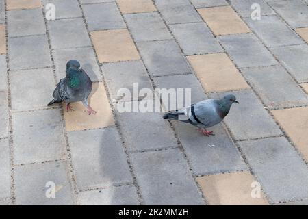 pigeons sauvages, oiseaux et nature dans la rue de la ville de vienne Banque D'Images