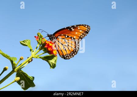 Magnifique papillon Monarch orange sur la plante à l'extérieur Banque D'Images