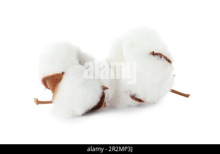 Belles fleurs de coton molletonnées isolées sur blanc Banque D'Images