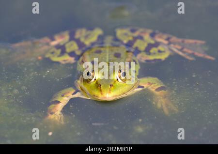 Portrait d'une grenouille comestible dans le jardin botanique de Kassel Banque D'Images