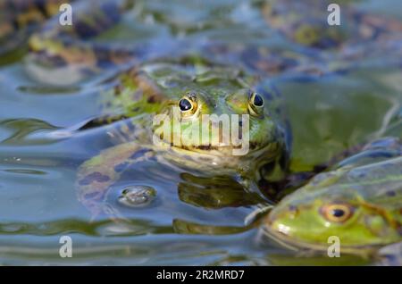 Portrait d'une grenouille comestible dans le jardin botanique de Kassel Banque D'Images