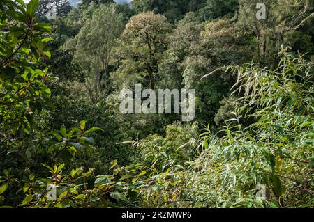 Forêt tropicale sur le mont Rinjani sur la descente vers le village de Senaru, Lombok, Indonésie Banque D'Images