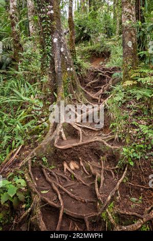 Racines et sentier sur le mont Rinjani près du village de Senaru, Lombok, Indonésie Banque D'Images