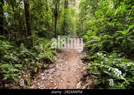 Sentier dans la jungle sur le mont Rinjani près du village de Senaru, Lombok, Indonésie Banque D'Images