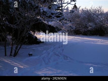 Des pistes de cerf dans la neige faite comme ils cherchent de la nourriture dans les jardins de ville en raison de la faim résultant de très profonds neige. Banque D'Images