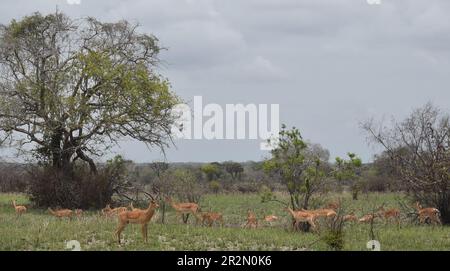 PARC NATIONAL DE SAADANI Banque D'Images