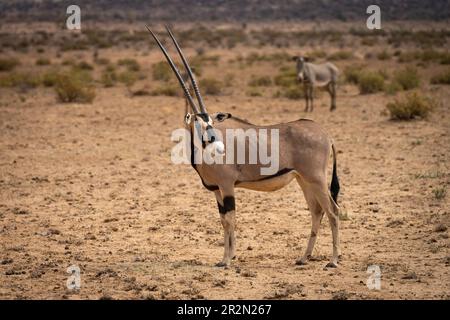 Oryx debout dans le désert à la réserve nationale de Samburu, Kenya, Afrique de l'est Banque D'Images