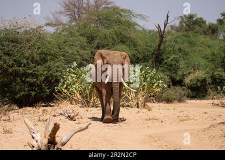 Éléphant de taureau (Loxodonta africana) marchant dans le Bush dans la réserve nationale de Samburu, Kenya, Afrique de l'est Banque D'Images