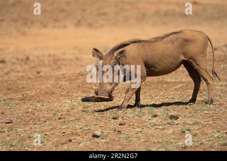 Profil de Warthog (Phacochoerus Africains) dans la réserve nationale de Samburu Banque D'Images