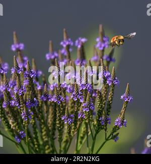 Une abeille orange jurée volant par une plante bleue (Verbena hastata) également connue sous le nom de verveine américaine ou verbena marécageuse, qui pousse par un lac. Banque D'Images