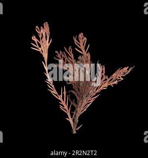 3d illustration de l'algue de sargassum isolée sur fond noir Banque D'Images