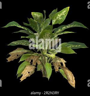 3d illustration de la plante dieffenbachia maculata isolée sur fond noir Banque D'Images