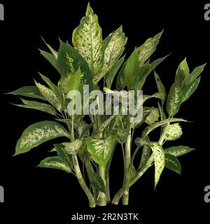 3d illustration de la plante dieffenbachia maculata isolée sur fond noir Banque D'Images