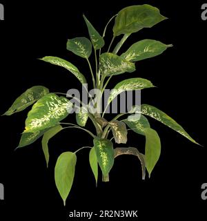 3d illustration de la plante dieffenbachia maculata isolée sur fond noir Banque D'Images