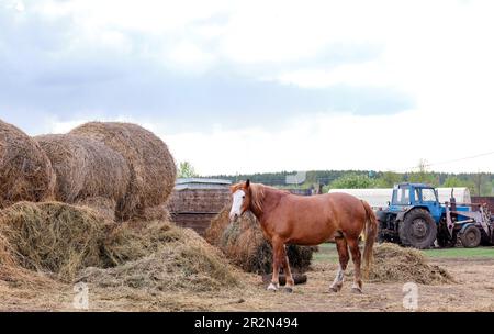 beau cheval rouge rustique mange du foin sur le fond d'un tracteur, dans l'arrière-cour Banque D'Images