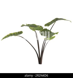 3d illustration de la plante à tige noire de la colocasie isolée sur fond blanc Banque D'Images