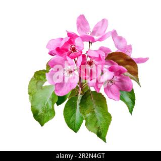 Macro de fleurs rose isolé d'un pommier Banque D'Images