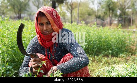 Femme travaillant dans un champ agricole avec des fleurs de luzerne, medicago sativa ou lucerne bleues, paysage rural lumineux de jour Banque D'Images