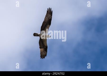 Osprey en vol. Ashland, Oregon Banque D'Images