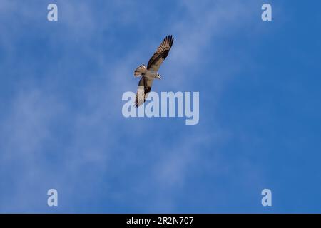 Osprey en vol. Ashland, Oregon Banque D'Images