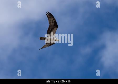 Osprey en vol. Ashland, Oregon Banque D'Images