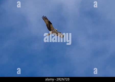 Osprey en vol. Ashland, Oregon Banque D'Images