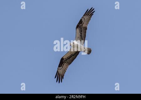 Osprey en vol. Ashland, Oregon Banque D'Images