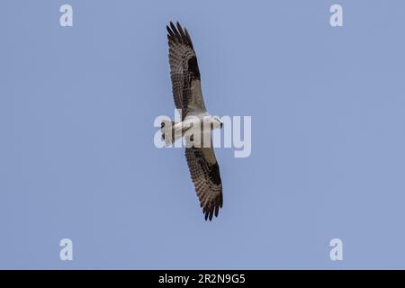 Osprey en vol. Ashland, Oregon Banque D'Images