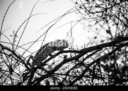 Beau caméléon sur une branche sous le soleil d'hiver Banque D'Images