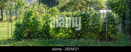 Semis de haricots rouges poussant à la ferme. Plante verte de haricot (Phaseolus vulgaris) dans le jardin fait maison. Agriculture biologique, alimentation saine, BIO Banque D'Images