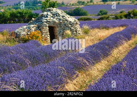 Borie sur le champ de lavande, Luberon, Département du Vaucluse dans la région Provence-Alpes-Côte d'Azur, Provence, France Banque D'Images