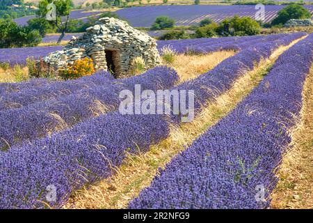 Borie sur le champ de lavande, Luberon, Département du Vaucluse dans la région Provence-Alpes-Côte d'Azur, Provence, France Banque D'Images