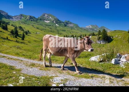 Braunvieh, race de vache suisse, Toggenburg, St. Gallen, Suisse Banque D'Images