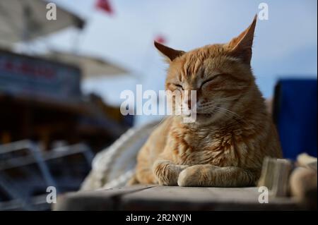 Cat dort près d'un bateau de pêche au port de mer Banque D'Images