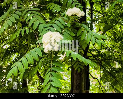 Blanc rowan fleurit sur une branche balancelle dans le vent. Frêne de montagne. Arrière-plan du ressort. Sorbus aucuparia Banque D'Images