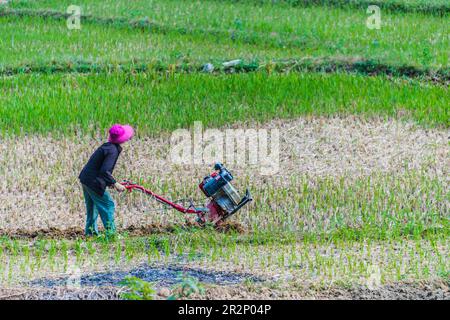 Agriculture autonome à forte intensité de main-d'œuvre dans la province de Ha Giang, au Vietnam. Agriculture durable traditionnelle Banque D'Images