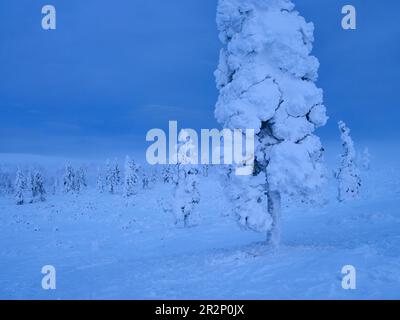 Arbres enneigés dans le parc national d'Urho Kekkonen, Laponie, Finlande Banque D'Images