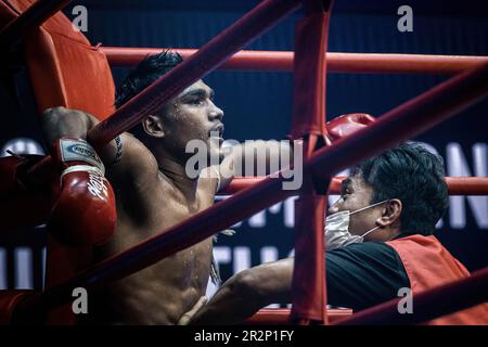 Pads D’entraînement Blitz Hurricane – Pour Boxe, Muay Thai, Mitaines De Focus