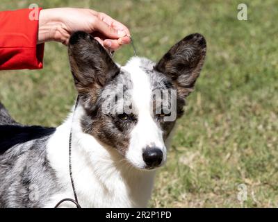Cardigan Welsh chien de race Corgi tenu par la main de son propriétaire Banque D'Images