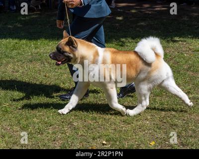 American Akita marchant à côté de son propriétaire avec laisse Banque D'Images