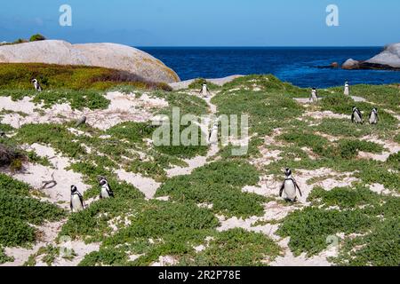 Une colonie de pingouins africains sur la plage de Boulders, le Cap, Afrique du Sud Banque D'Images